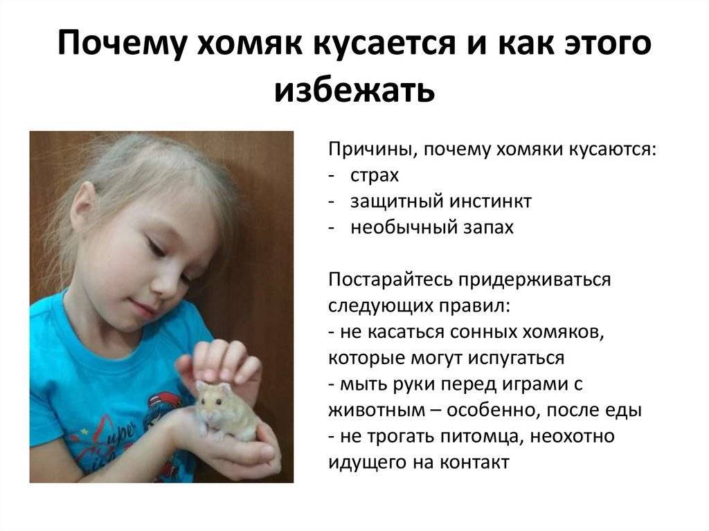 Что делать если хомяк укусил до крови?
