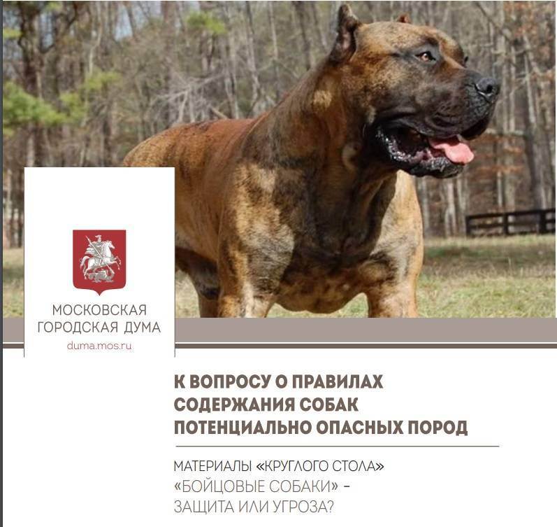 Потенциально опасные породы собак в россии: список, закон