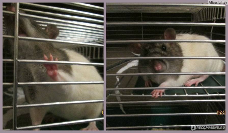 Плюсы и минусы содержания декоративной крысы в доме