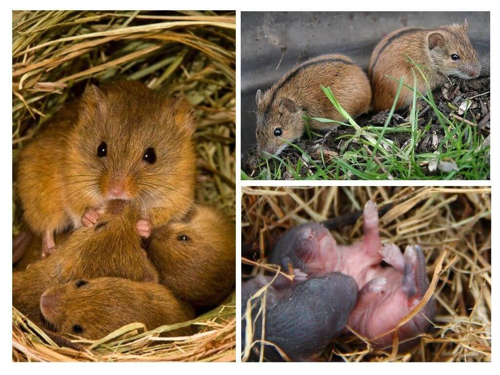 Сколько живут мыши? продолжительность жизни домашних и диких мышей