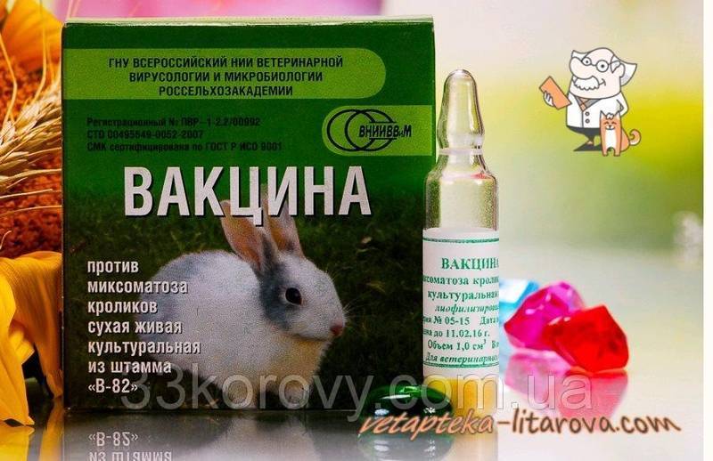 Прививки кроликам: вакцинация от миксоматоза и вгбк, цена, график прививок