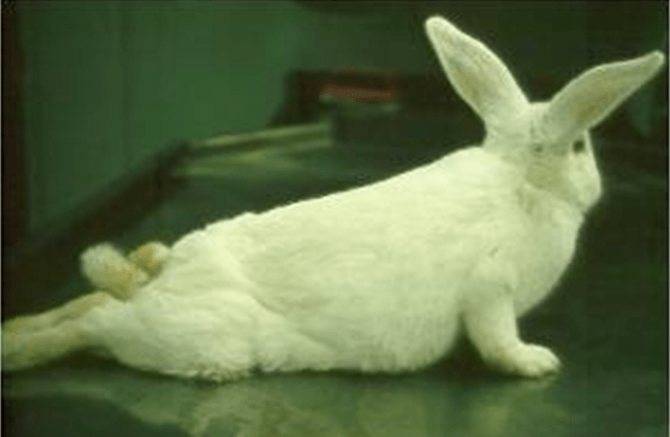 У кролика отказали задние лапы (паралич): что делать и почему?
