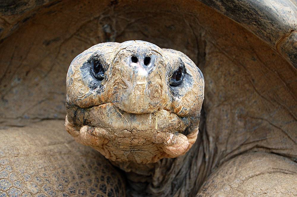 Самая большая черепаха в мире - топ крупнейших черепах на планете