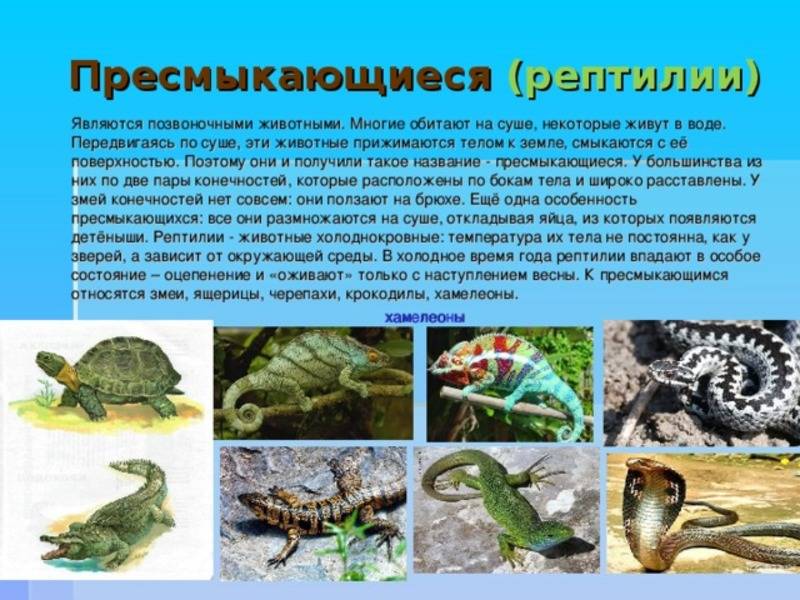 Лягушка и жаба: это земноводные или пресмыкающиеся, описание классов животных, отличия амфибий и рептилий