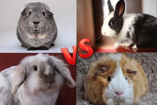 Кого лучше завести: морскую свинку или кролика декоративного? кого бы выбрали вы и почему? - животные и растения - вопросы и ответы