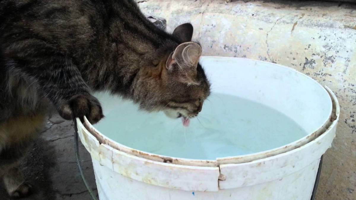 Котенок не пьет воду. что делать?
котенок не пьет воду. что делать?