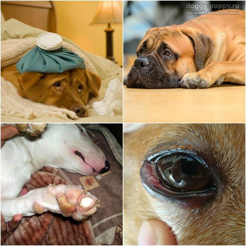 Чумка у собак: признаки, симптомы, лечение в домашних условиях