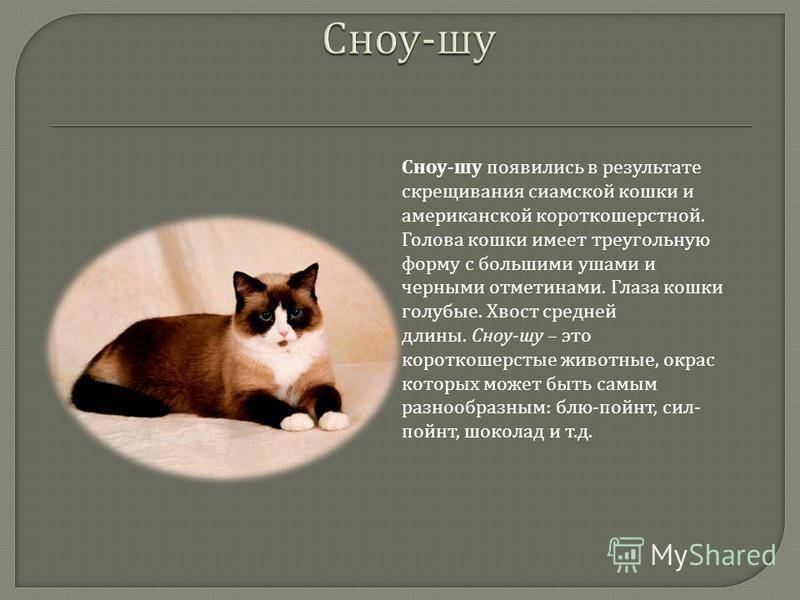 Порода кошки сноу-шу: характеристики, фото, характер, правила ухода и содержания - petstory