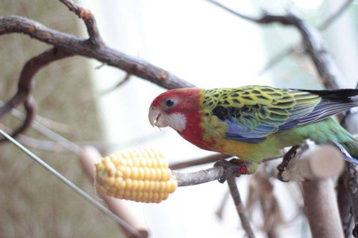 Розелла – австралийский попугай с ярким опереньем, мелодичным голосом и жизнерадостным нравом