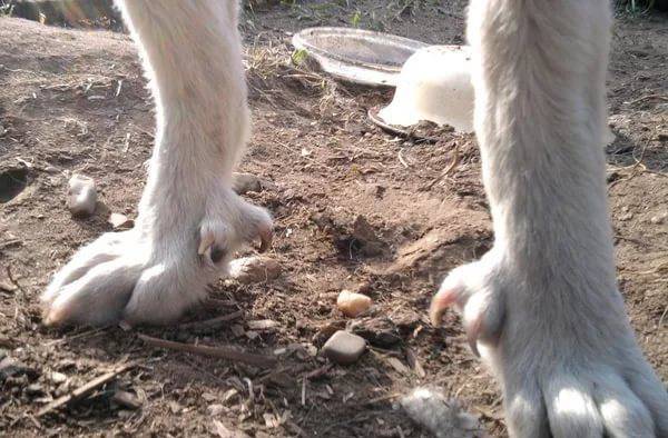 Пальцы у собак: сколько их на лапе, функциональность, возможные аномалии развития