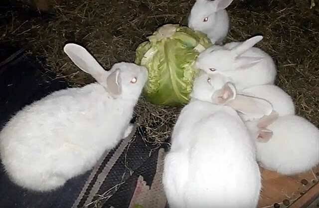 Можно ли давать кроликам капусту и ее листья
