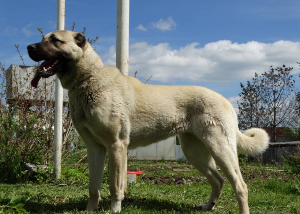 Кангал (анатолийская овчарка): фото собаки и описание