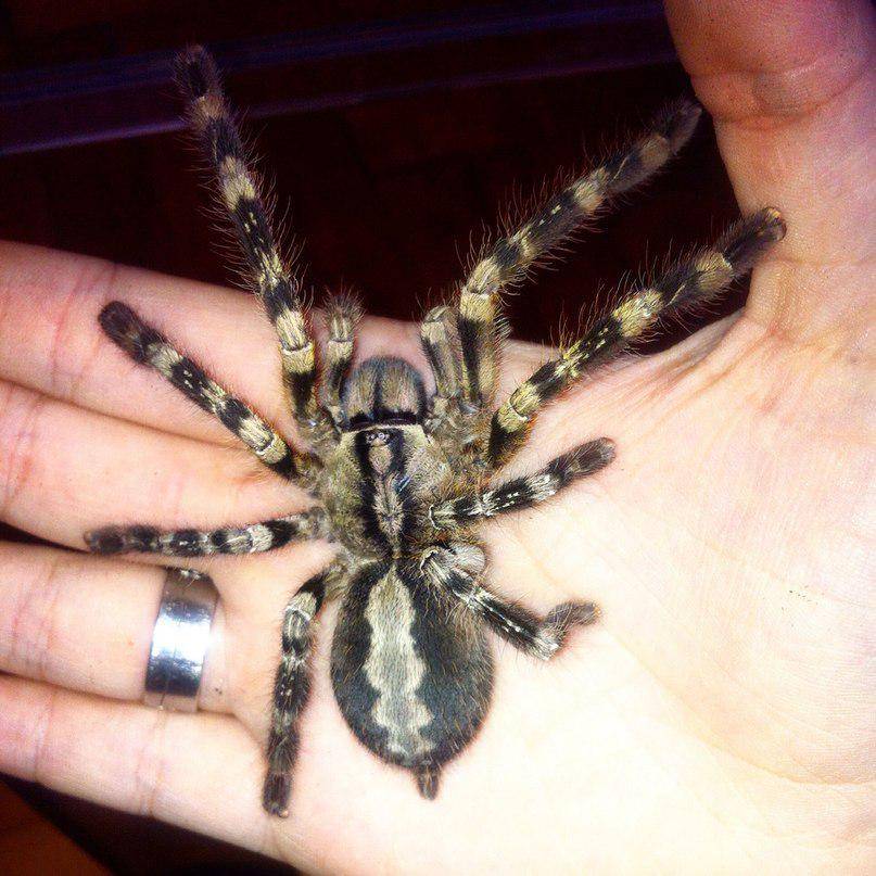 Паук тарантул: страшное чудовище или домашний любимец?