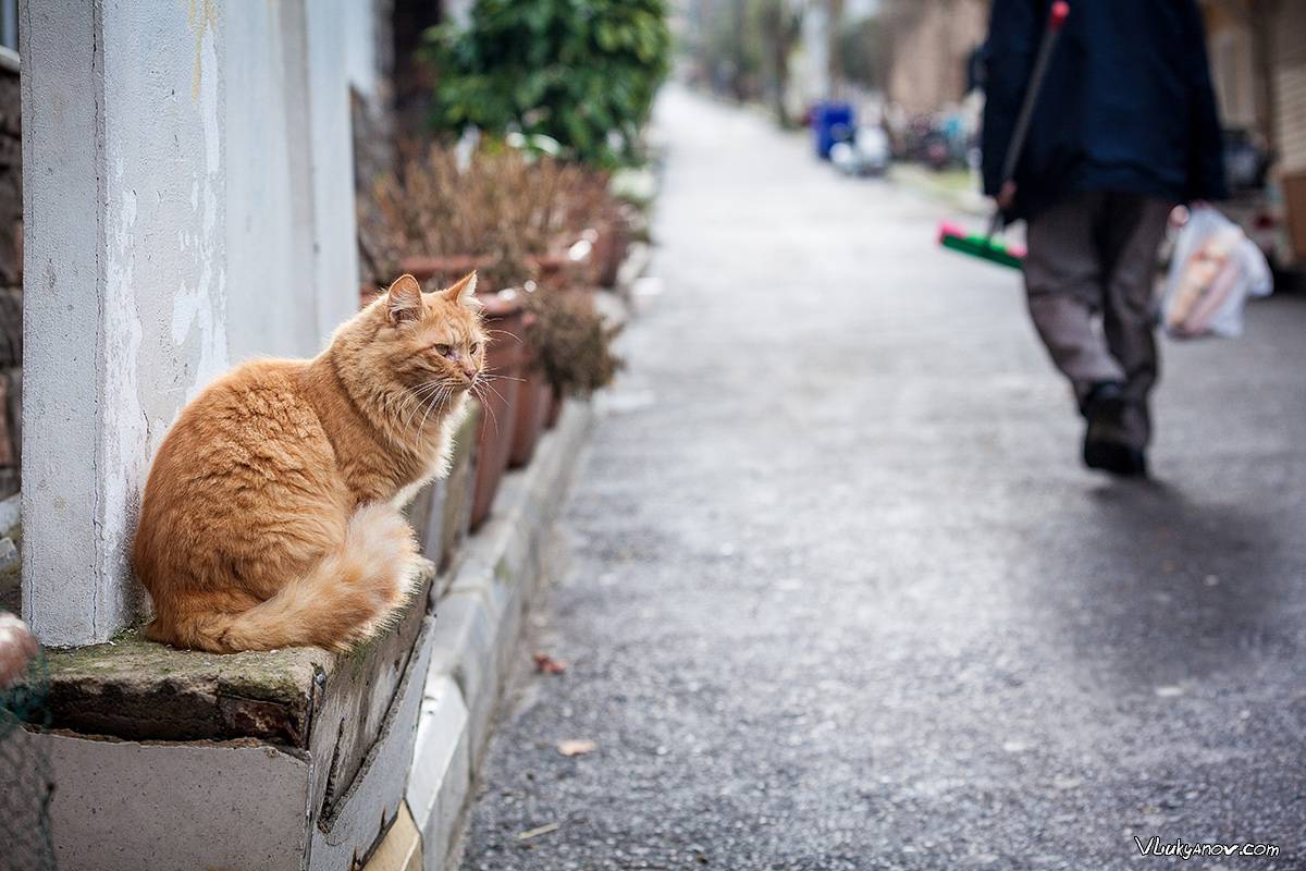 Стоит ли брать котенка с улицы — плюсы и минусы | плюсы и минусы