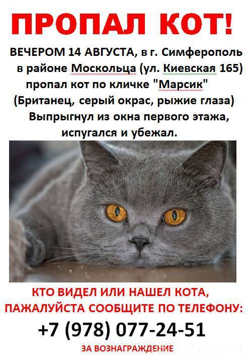 Потерялся котенок объявление образец