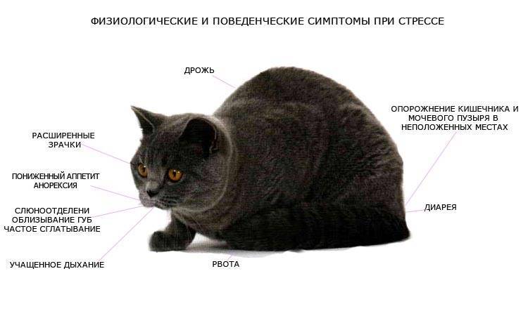 Заболевания нервной системы у кошек