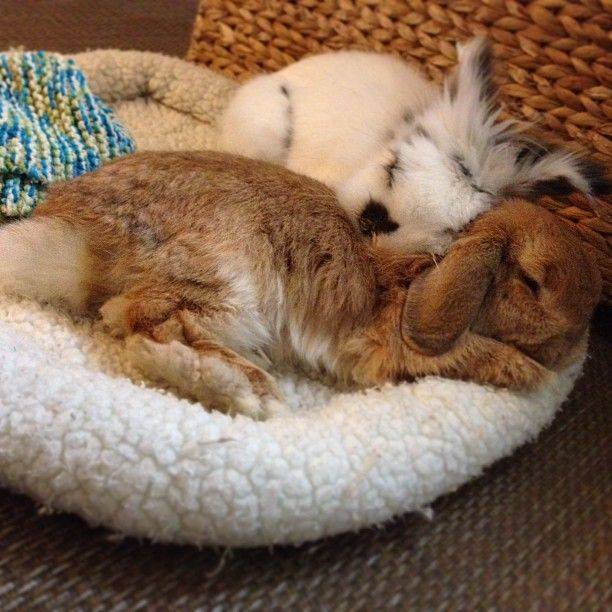 Как и сколько по времени спят кролики в сутки?
