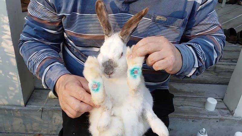 ᐉ у кролика отказали задние лапы: что делать? - zooon.ru