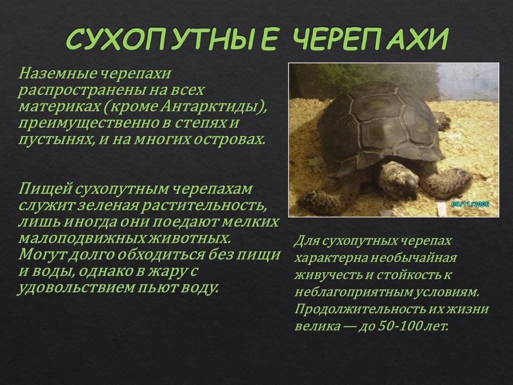 Самые интересные факты о черепахах