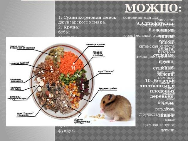 Чем кормить домашнюю декоративную крысу: чем питается и что из еды любит больше всего