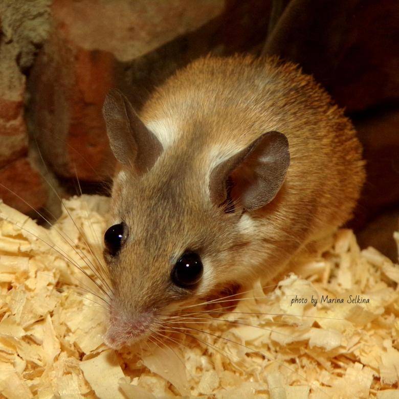 Мыши иглистые, акомисы (acomyc)