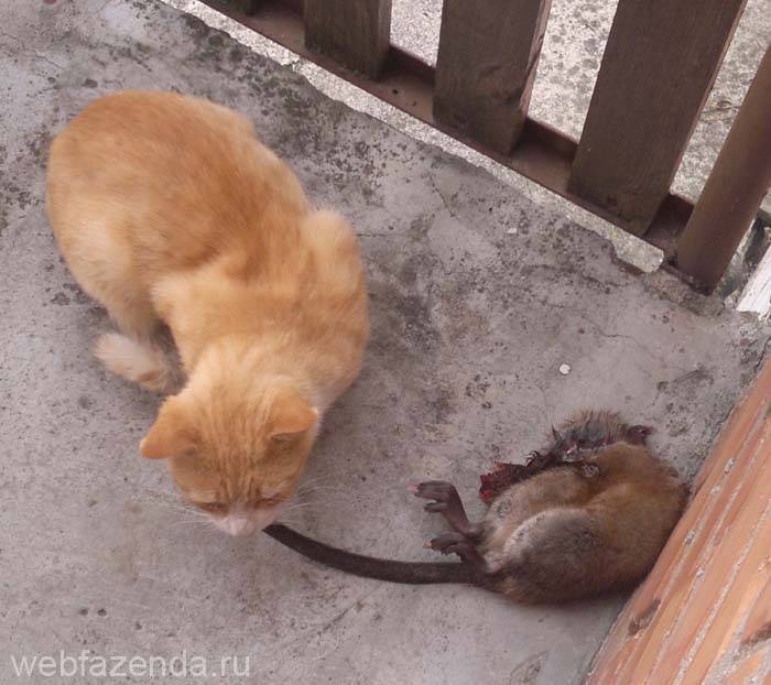 Какая порода кошек лучше всех ловит крыс: охотники-коты для ловли мышей