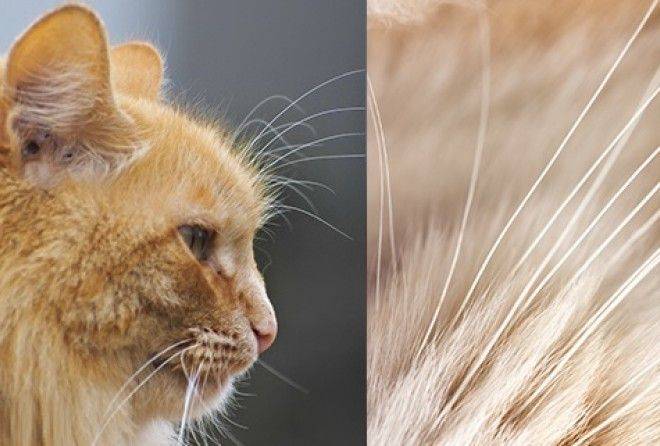 Что будет, если кошке или коту отрезать усы: последствия. вырастут ли у кошки обрезанные усы?