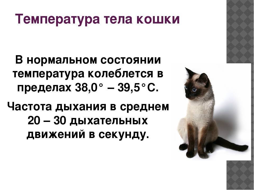 Температура тела кошки