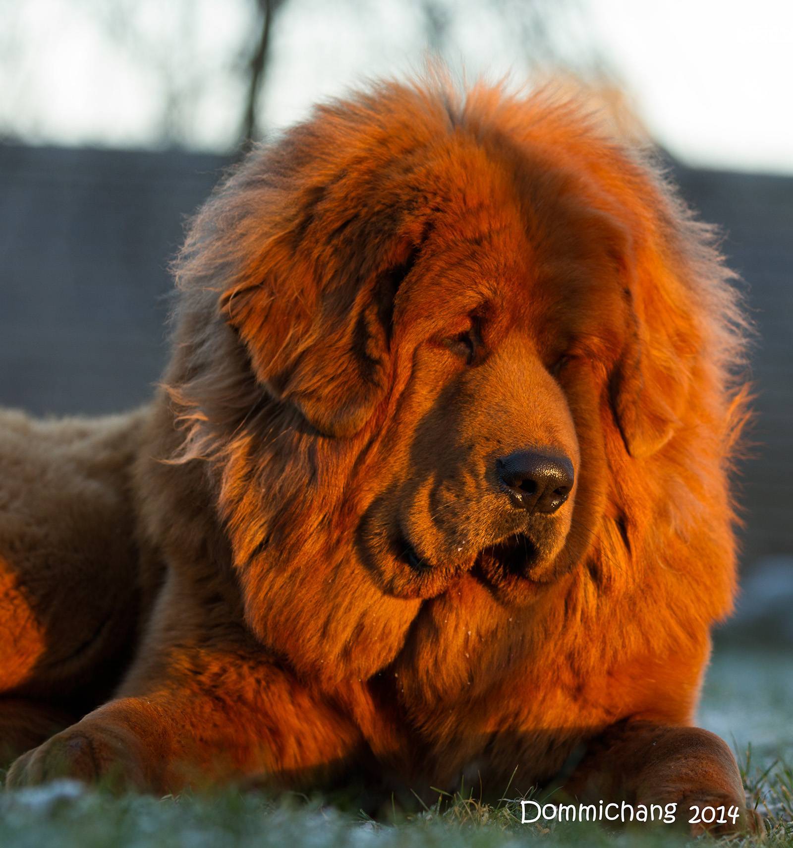Топ-10 самых сильных собак в мире – pet-mir.ru
