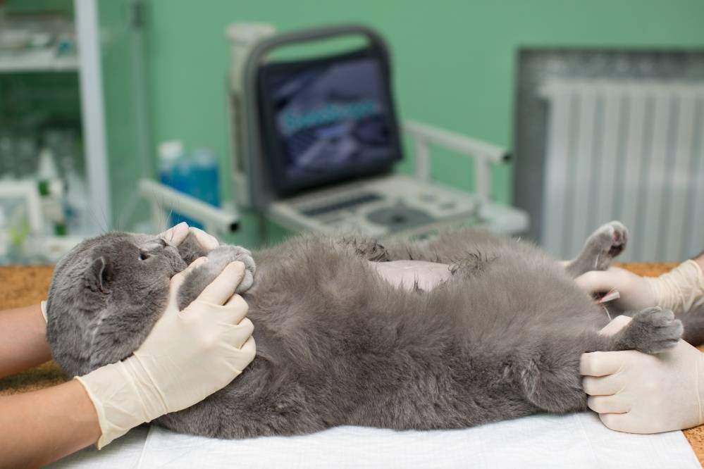 Пиометра у кошки. как лечить? причины, симптомы и методы профилактики болезни