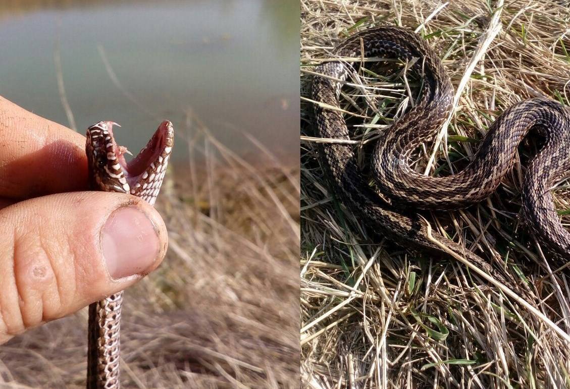 Укус змеи фото уж