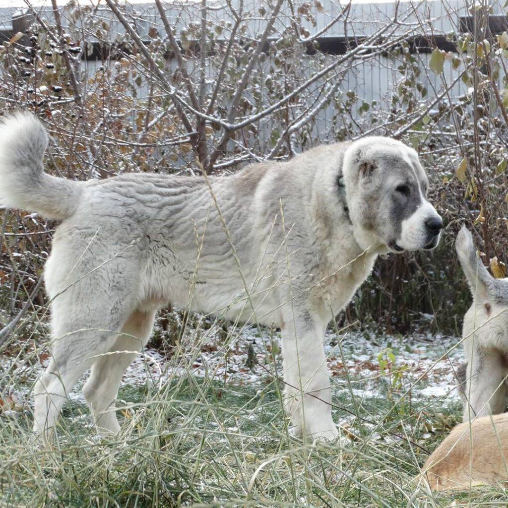 Фото кангала собаки турецкого