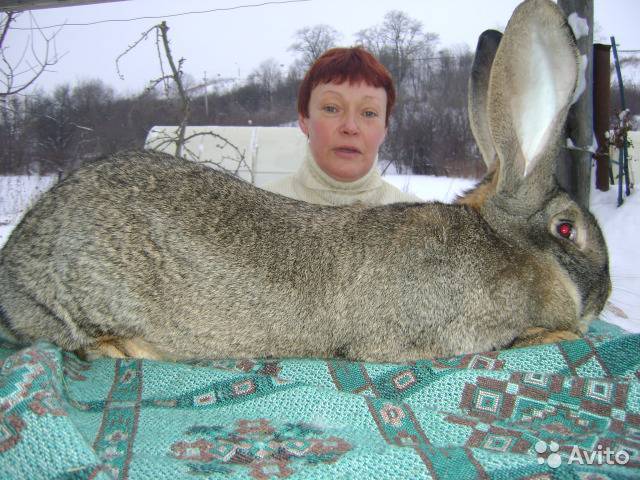 Самые большие породы кроликов