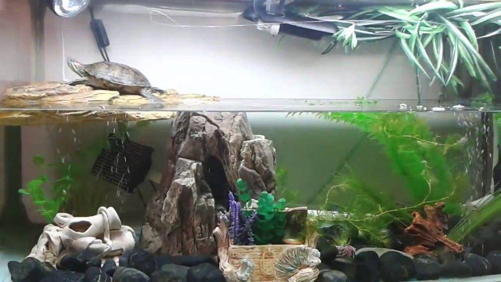Аквариум для красноухой черепахи своими руками: как обустроить