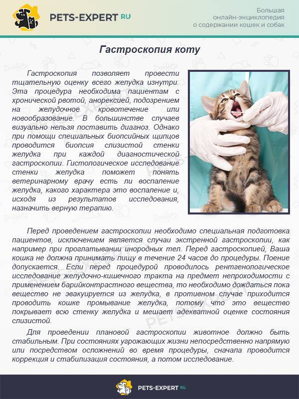 Понос у котенка, кошки: что делать? [руководство к действию] - kotiko.ru