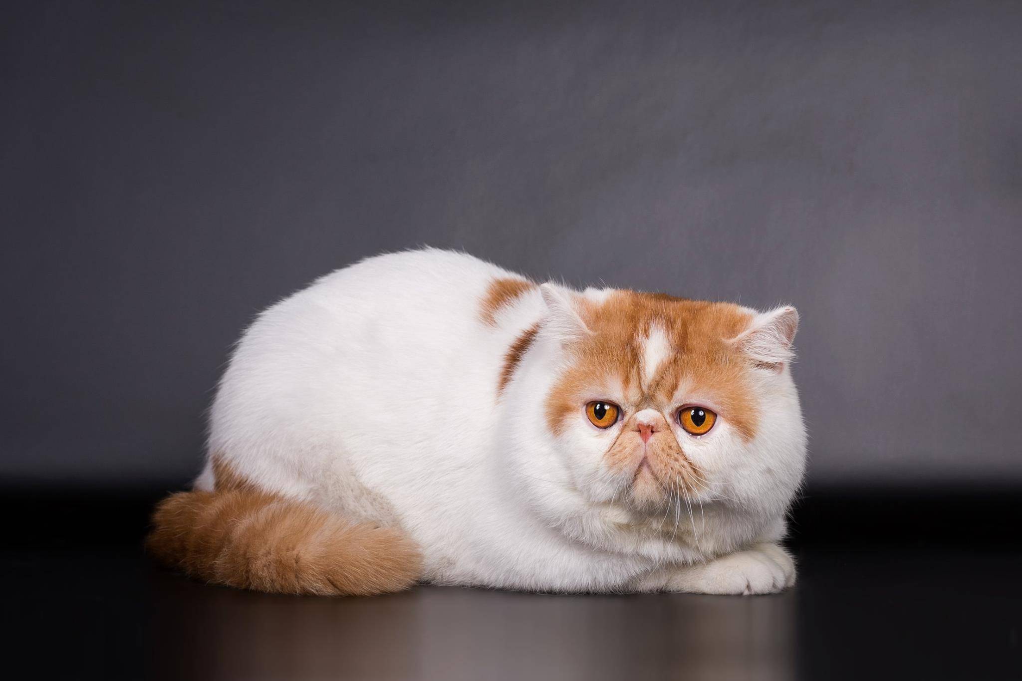 Экзотическая короткошерстная кошка: описание породы с фото — pet-mir.ru