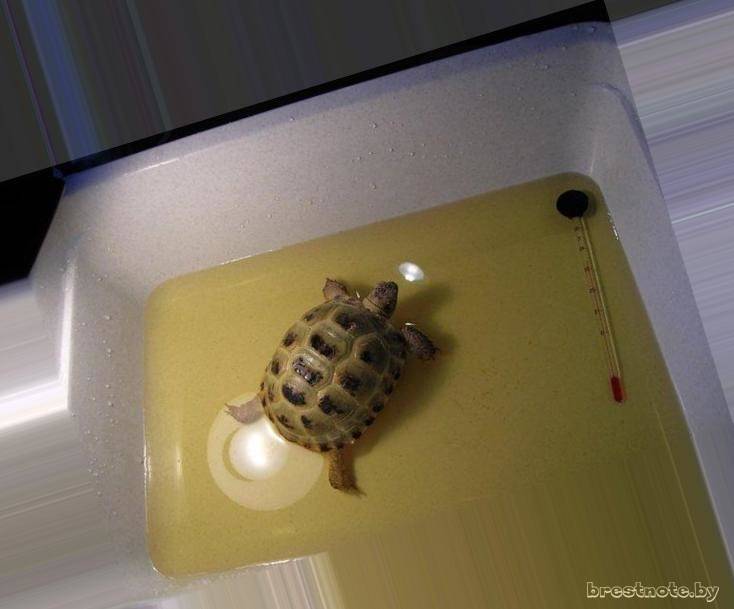 Содержание красноухой черепахи в домашних условиях
