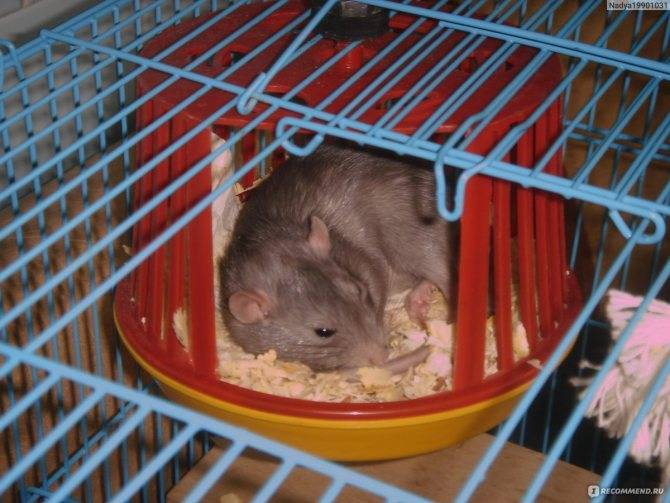 Содержание домашней крысы и уход за ней
