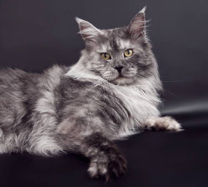 Окрасы шерсти у кошек породы мейн-кун