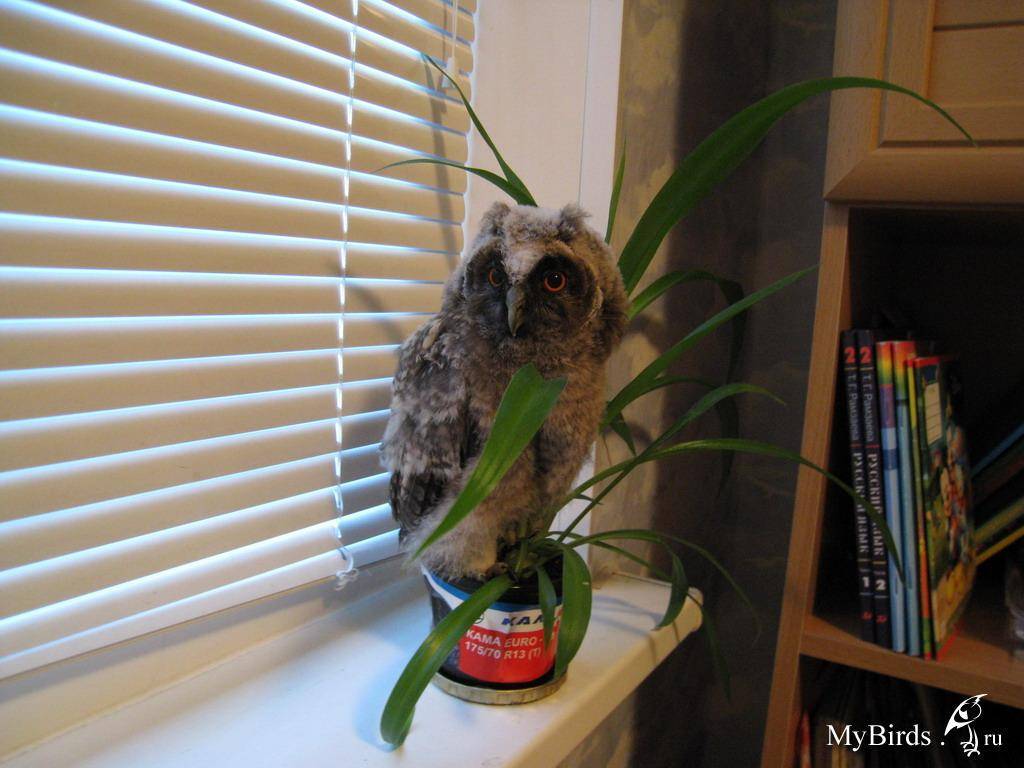 Сплюшка сова: её фото и содержание в квартире, сколько живут в домашних условиях, чем кормить карликовую домашнюю сову, уход и питание