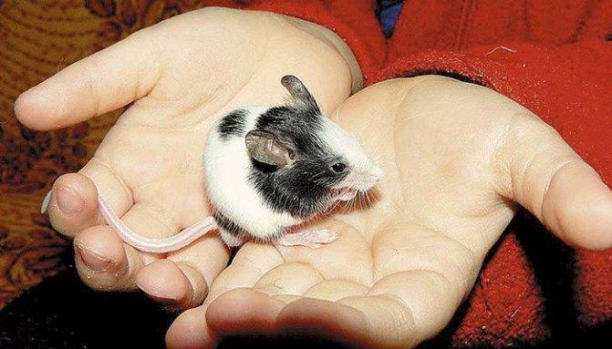 Японские мышки — советы по содержанию и уходу — зверушки