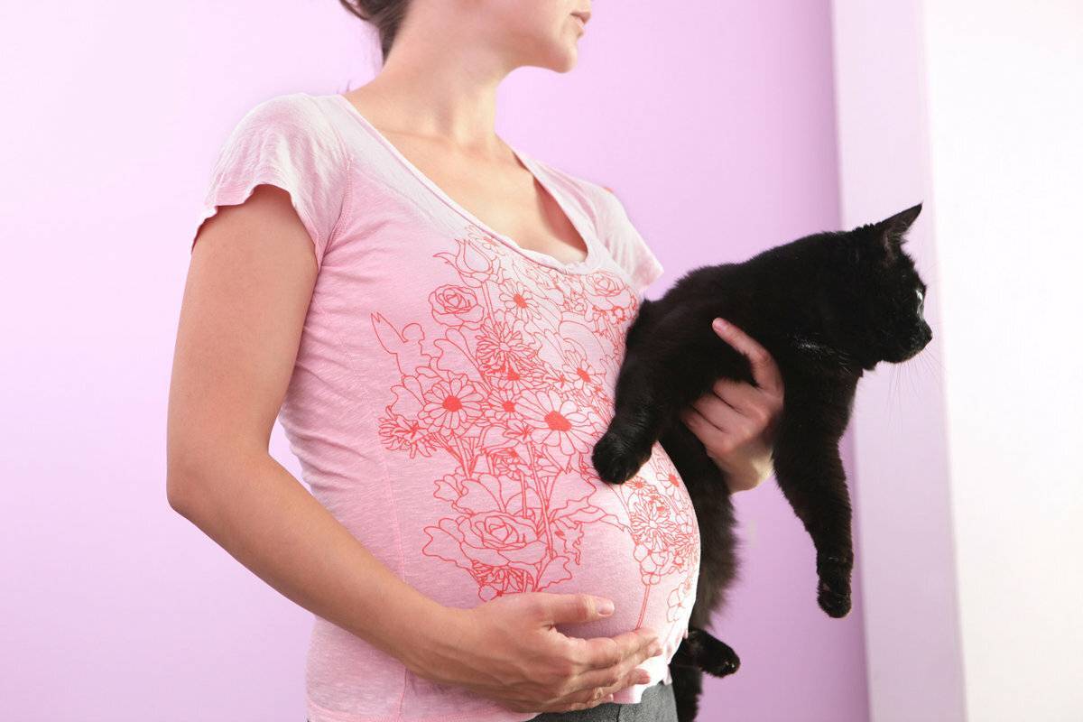 Почему беременным нельзя гладить кошек. почему беременным нельзя гладить кошек и контактировать почему беременным нельзя трогать кошек и собак