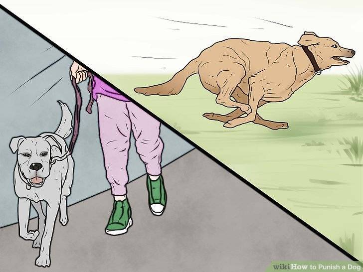 Как наказывать щенка