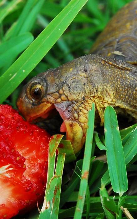 Чем кормить красноухую черепаху (что едят) в домашних условиях: корма, чем можно, питание маленьких, как часто и сколько