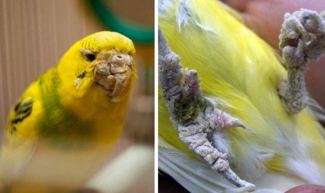 Вывихи у птиц и как их лечить | блог ветклиники "беланта"
