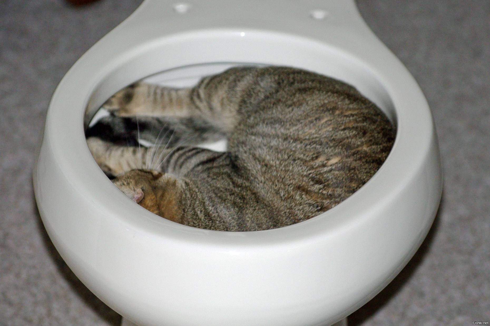 Кошка ходит в туалет с белыми выделениями: причины и лечение
