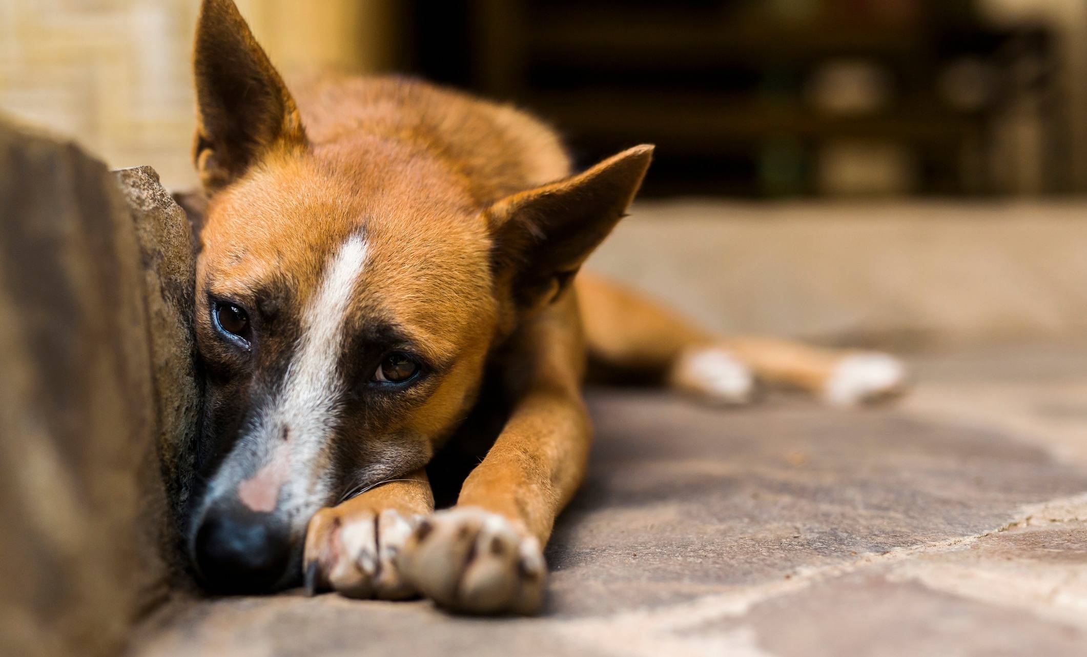 Почему у собаки слезятся глаза и как это лечить