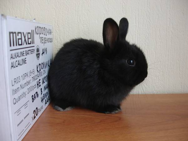 Как определить возраст кролика при покупке
