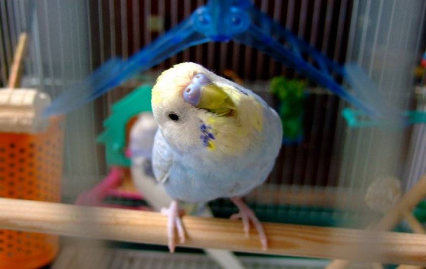 Крик попугая: как кричит или орет, причины, что значит и как отучить
