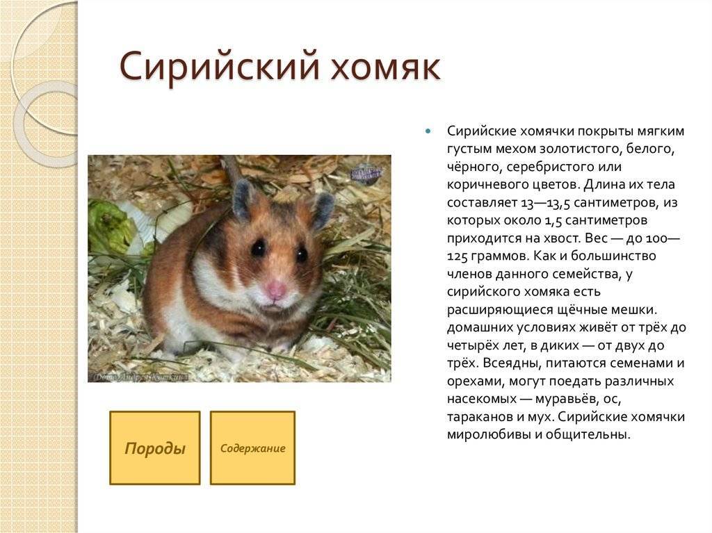 Сибирский хомяк: описание породы, уход и содержание в домашних условиях, фото